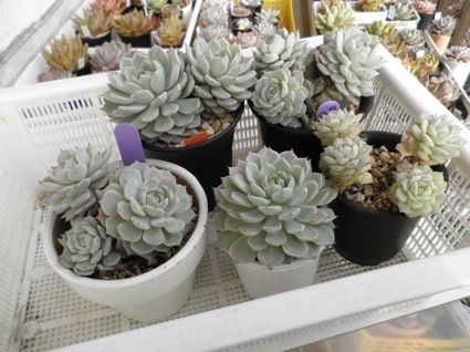 野ばらの精がいっぱい きょうも今日とて