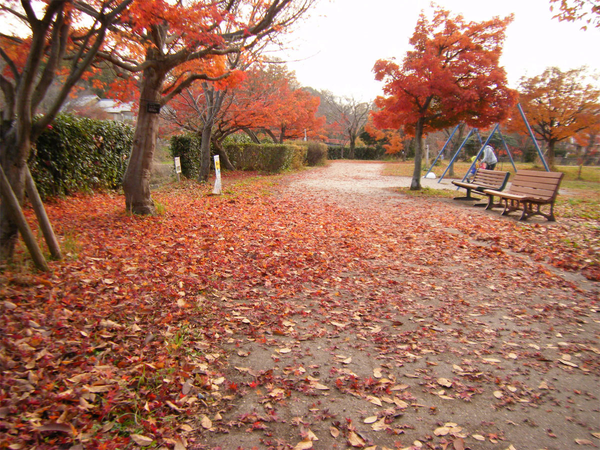 12月中旬、竜田川の紅葉_e0356751_23082333.jpg