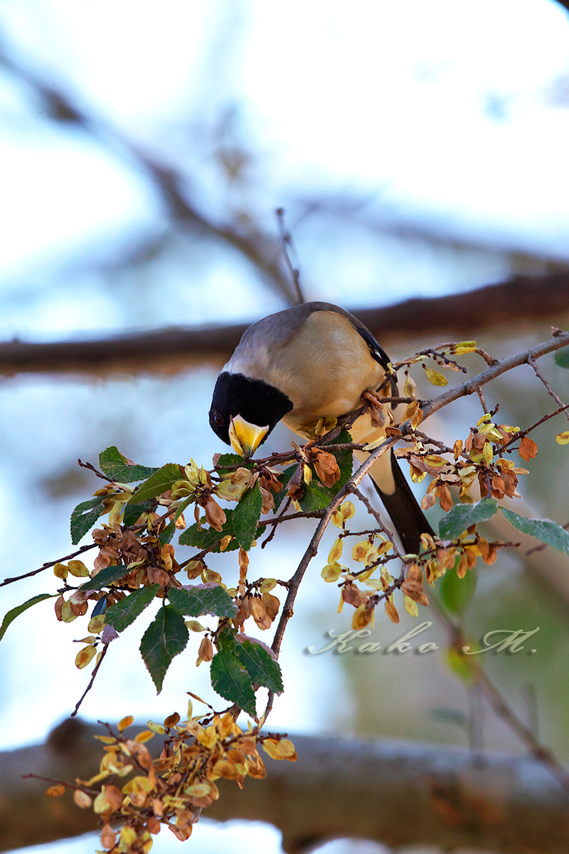 アカモズ 紅尾伯勞、 コイカル 小桑鳲 _d0013455_20454675.jpg