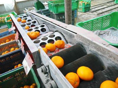 ザ・みかん 大好評につき、12月29日(火)出荷を追加しました!!年内にお届けできます!_a0254656_1823249.jpg