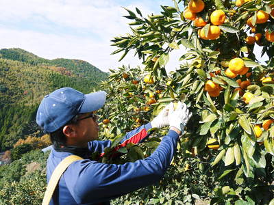 ザ・みかん 大好評につき、12月29日(火)出荷を追加しました!!年内にお届けできます!_a0254656_1840178.jpg