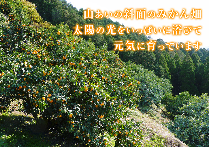 ザ・みかん 大好評につき、12月29日(火)出荷を追加しました!!年内にお届けできます!_a0254656_1844686.jpg