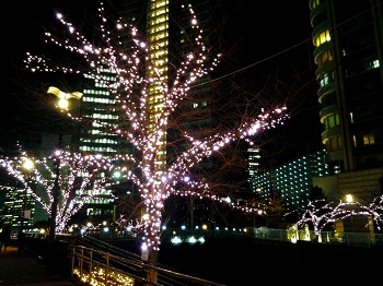 冬の桜_a0061057_23182213.jpg