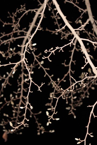 a0248459_16101626.jpg