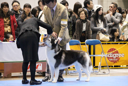 ♪ ユアン FCI東京インターナショナルドッグショー2015 ♪_c0161772_2246262.jpg