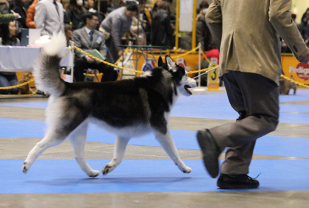 ♪ ユアン FCI東京インターナショナルドッグショー2015 ♪_c0161772_22464942.jpg