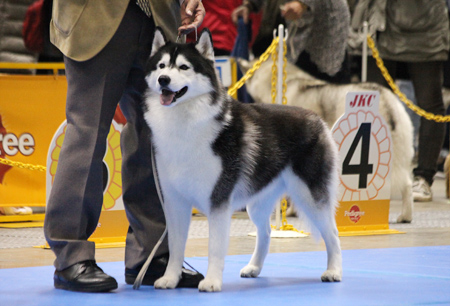 ♪ ユアン FCI東京インターナショナルドッグショー2015 ♪_c0161772_22475768.jpg