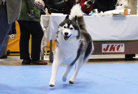 ♪ ユアン FCI東京インターナショナルドッグショー2015 ♪_c0161772_22481335.jpg