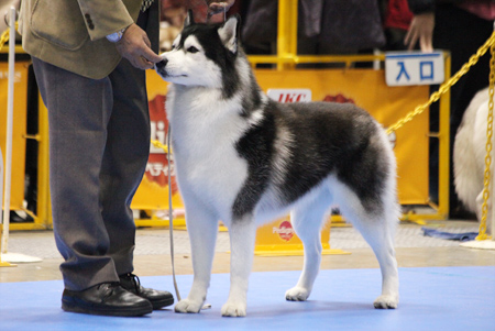 ♪ ユアン FCI東京インターナショナルドッグショー2015 ♪_c0161772_22485586.jpg