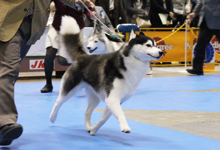 ♪ ユアン FCI東京インターナショナルドッグショー2015 ♪_c0161772_22491018.jpg