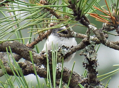 f0140773_11352083.gif