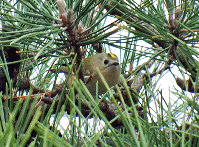 f0140773_11364131.gif