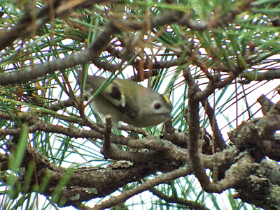 f0140773_11384028.gif