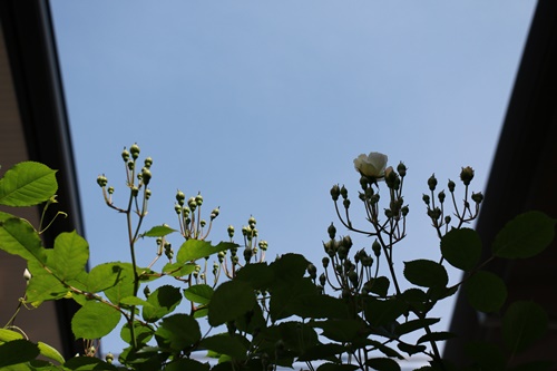 a0123003_2261773.jpg