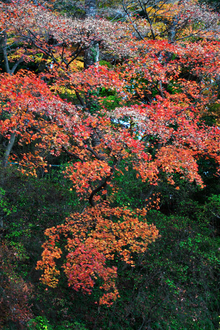 a0263109_1212973.jpg