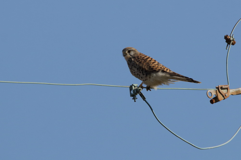 今日の鳥見（2015年12月22日）_f0235311_21233962.jpg