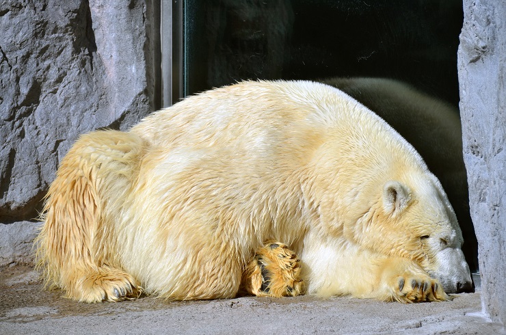 旭山動物園のルルが飼育展示場に復帰 ~ 早々と事実上決定した(?)来年のイワンとルルのペアの継続_a0151913_22194226.jpg