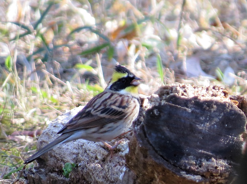 井頭公園鳥見散歩（2）_e0034313_6574064.jpg