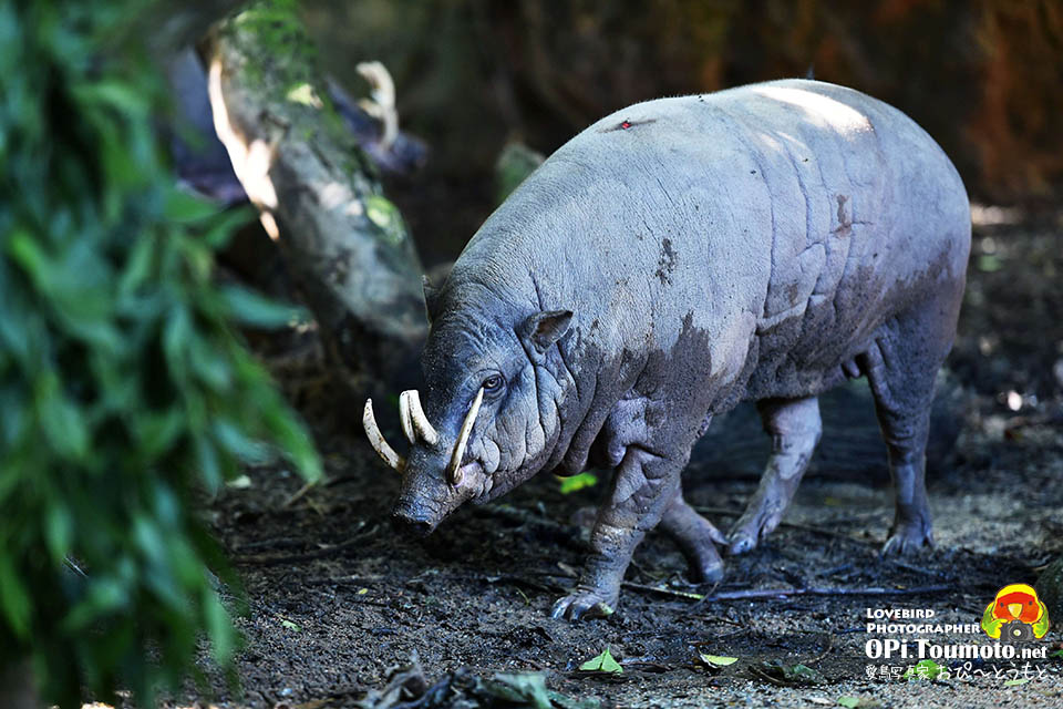 珍獣バビルサ Babirusa_e0073420_139647.jpg