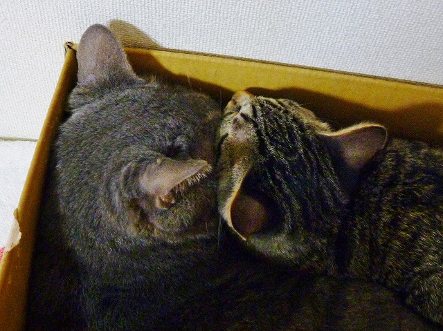 後味悪い勝利・・・_b0166128_1153353.jpg