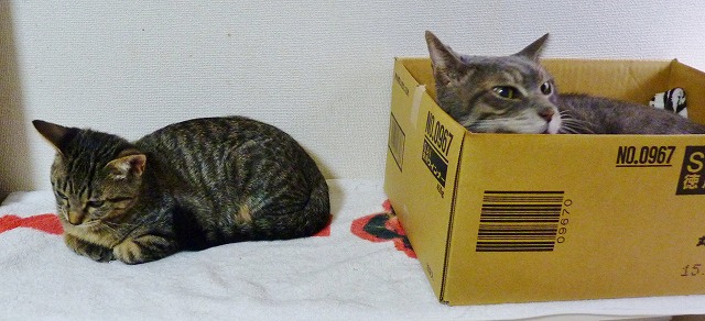 後味悪い勝利・・・_b0166128_1281039.jpg