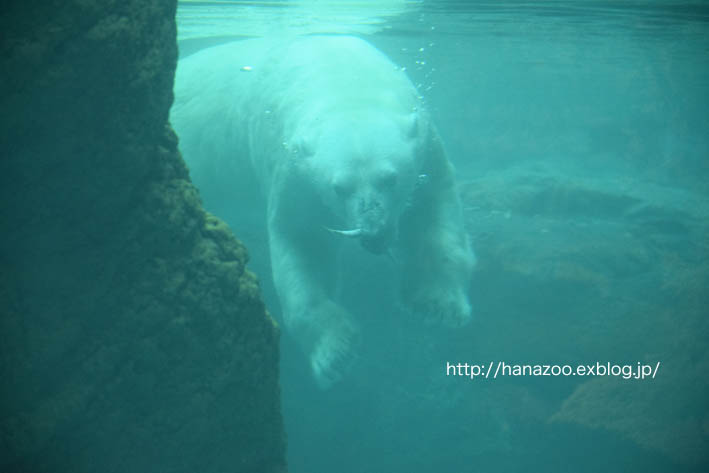 大物は地上で、小物は水中で_b0245634_16215049.jpg