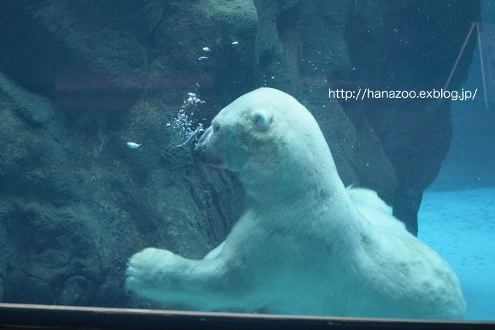 大物は地上で、小物は水中で_b0245634_16235779.jpg