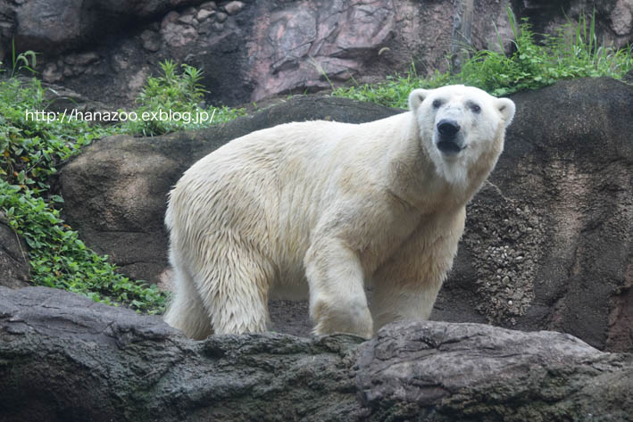 大物は地上で、小物は水中で_b0245634_16394217.jpg