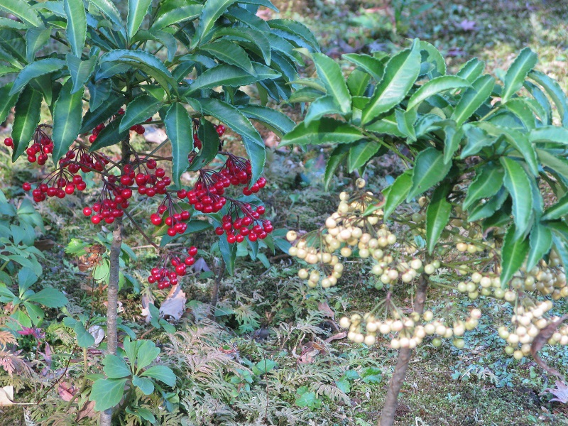 紅葉_d0333943_20282822.jpg