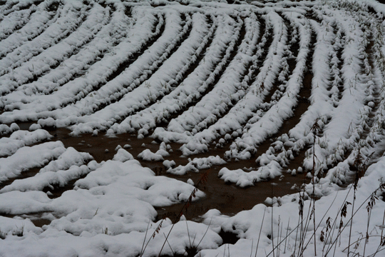 初雪（2）_c0093046_6404833.gif