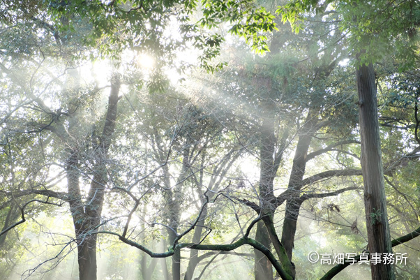 奈良公園の朝日 Moring Sunshine in the Nara park._e0245846_1025430.jpg