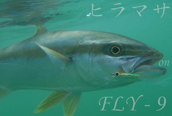 ヒラマサ on FLY-9_a0210153_838016.jpg