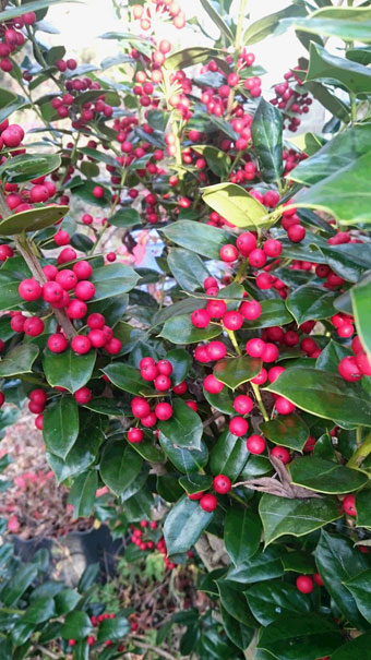 ~Merry Christmas~_d0110462_19495440.jpg