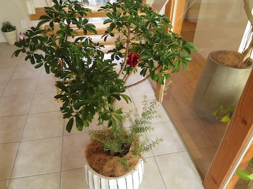 ☆それぞれのクリスマス☆(植物編)_f0324766_16464371.jpg