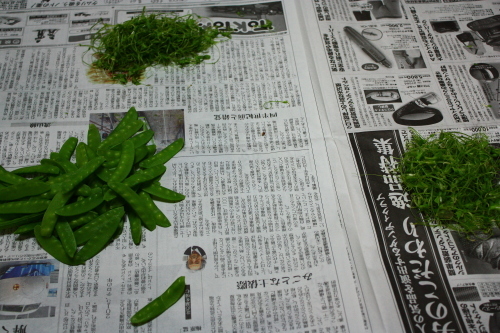 三宅の野菜_c0204385_19273339.jpg