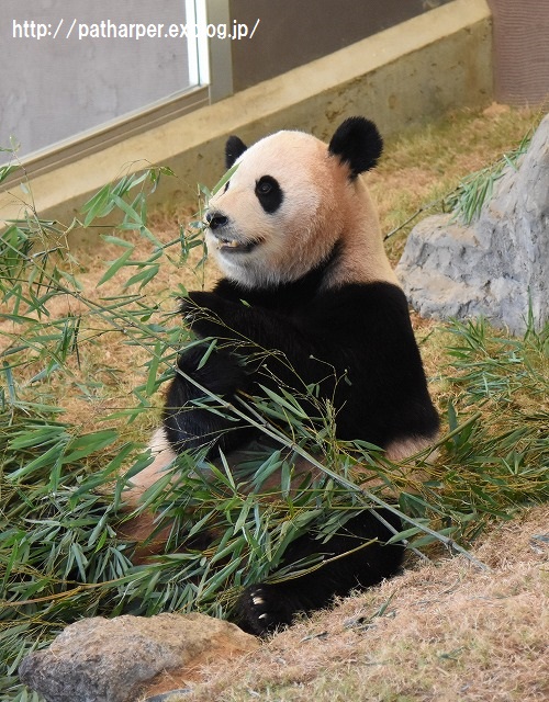 ２０１５年１０月　白浜パンダ見隊２　その７　パンダラブツアー_a0052986_051341.jpg