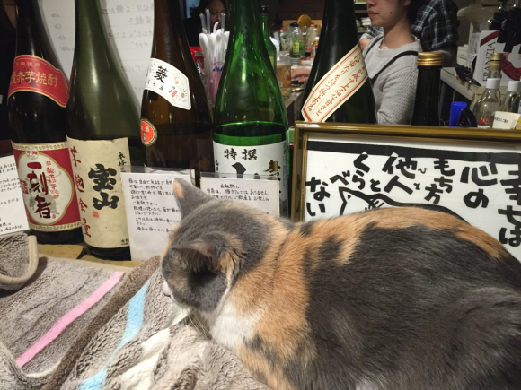 猫がいる居酒屋   赤茄子_d0039312_21140794.jpg