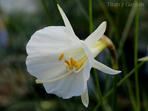 Narcissus romieuxii subsp. albidus var. foliosus_b0099813_026075.jpg