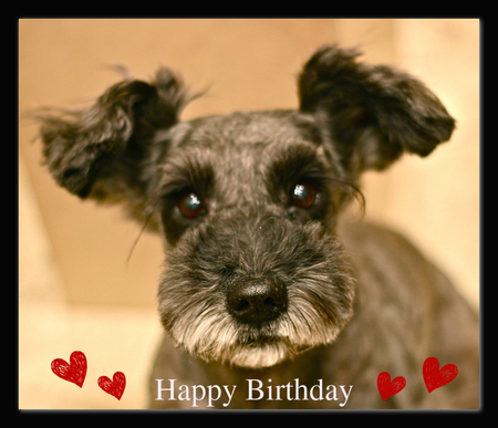 Happy Birthday♡はなちゃん_d0060413_22205015.jpg