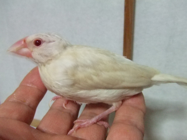 手乗りクリーム文鳥イノ・ひな　_b0233925_1430142.jpg