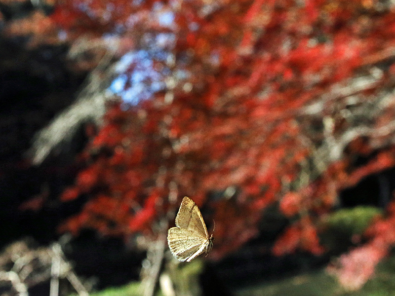 d0054625_2236148.jpg
