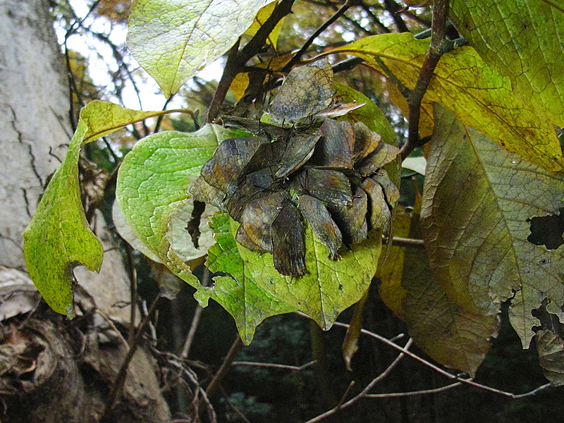 d0054625_2239136.jpg