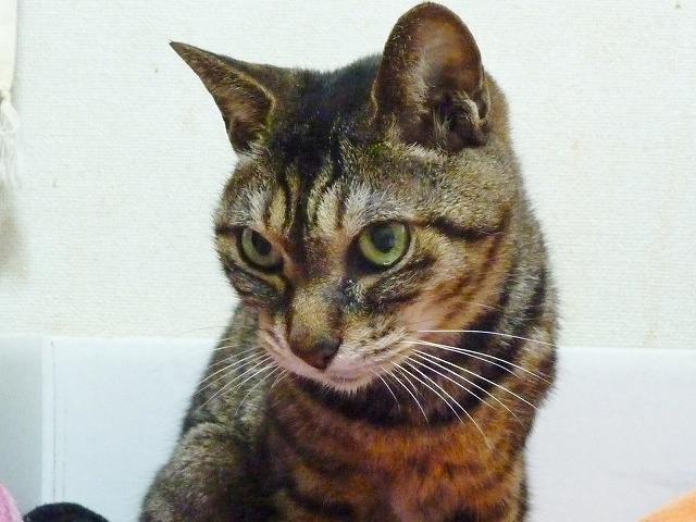 仔猫ビーコンにはわからにゃい!_b0166128_955891.jpg