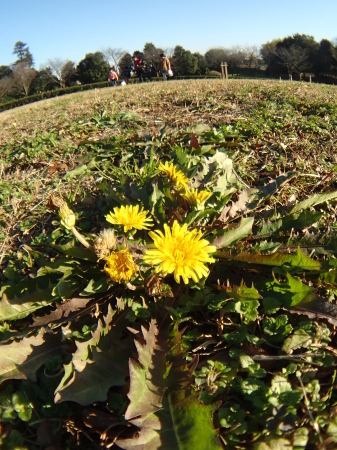 ２０１５年１２月下旬　今年も終わり　いつもの公園_c0353632_11283042.jpg