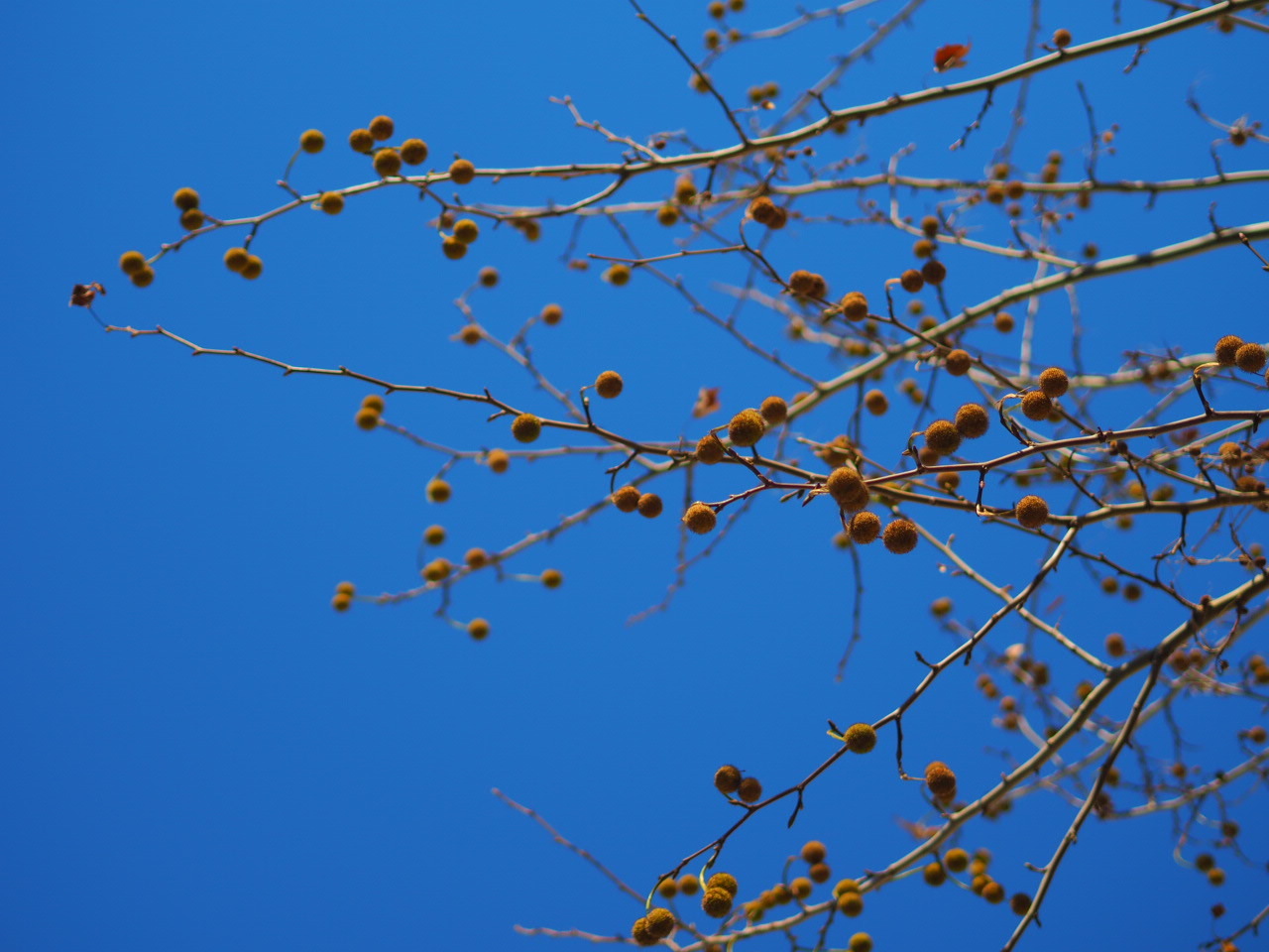 d0341450_15284964.jpeg