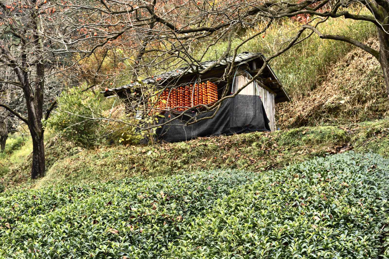 残り柿　　　　　　奈良県_d0286954_06014000.jpg