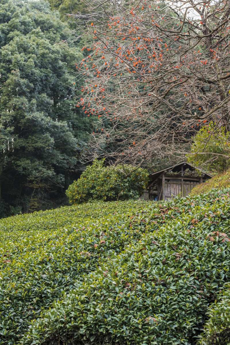 残り柿　　　　　　奈良県_d0286954_06015640.jpg