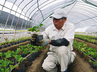 完熟紅ほっぺ 減農薬、美味しさにこだわった朝摘み完熟イチゴ!好評発売中!! _a0254656_18225258.jpg