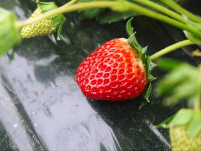 完熟紅ほっぺ 減農薬、美味しさにこだわった朝摘み完熟イチゴ!好評発売中!! _a0254656_18455183.jpg