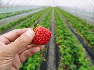 完熟紅ほっぺ　減農薬、美味しさにこだわった朝摘み完熟イチゴ！好評発売中!! _a0254656_18501930.jpg